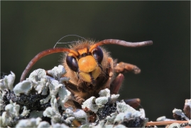<p>SRŠEŇ OBECNÁ (Vespa crabro) ---- /European hornet - Hornisse/</p>